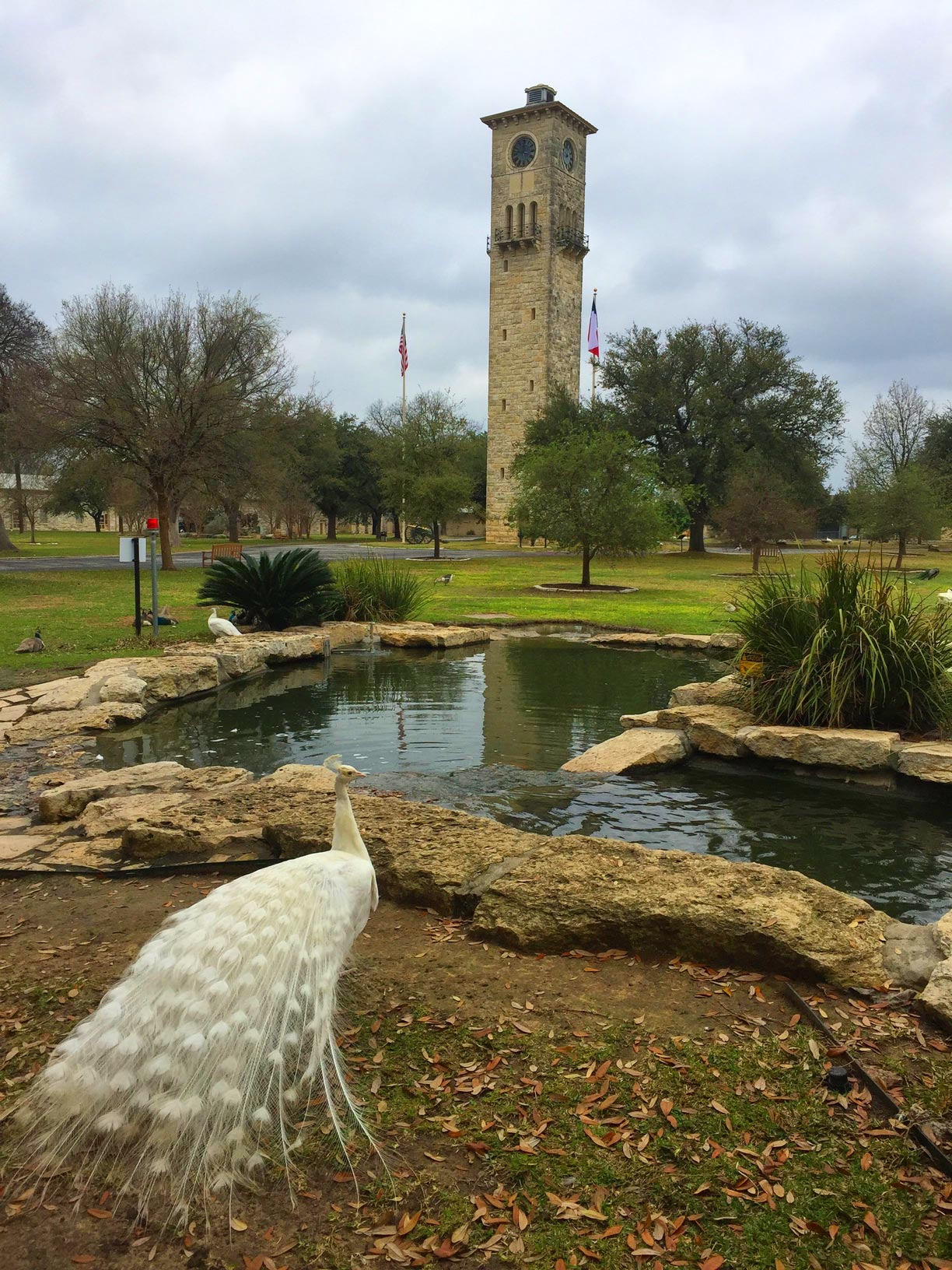 An exotic bird standing in front of a pond outside the Fort Sam Houston Museum.